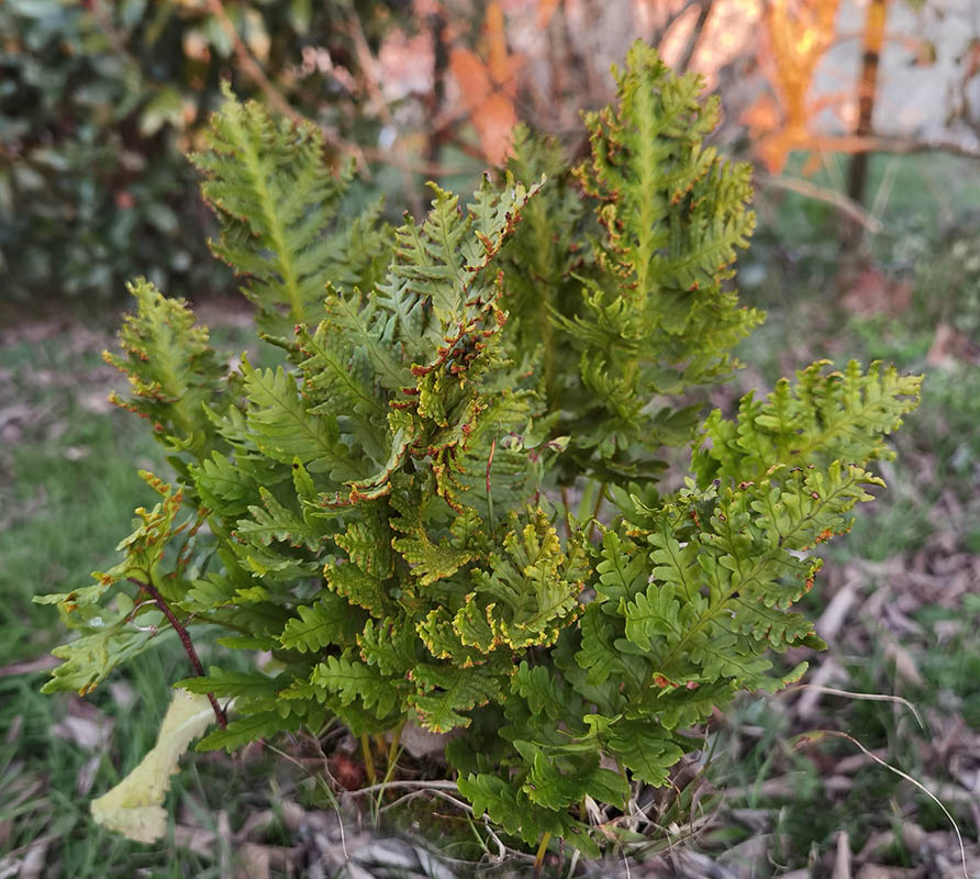 Polypodium cambricum 'Pulcherrimum Addison'